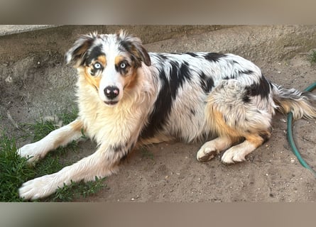 Australien Shepherd Hündin