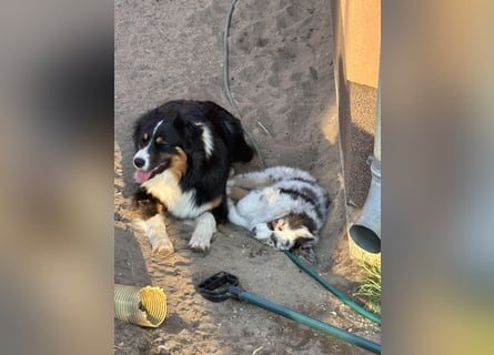 Australien Shepherd Hündin