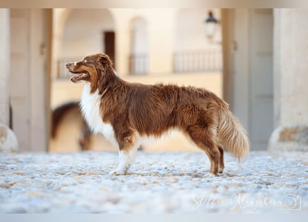 BRR Fire of Passion Aladdin DNA VP,- Dark Red Australian Shepherd Deckrüde, BH -VT, RO3, ROIC, Agi