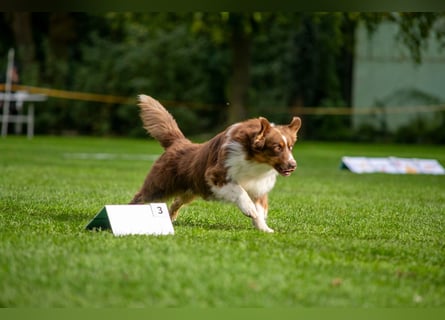 BRR Fire of Passion Aladdin DNA VP,- Dark Red Australian Shepherd Deckrüde, BH -VT, RO3, ROIC, Agi