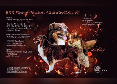 BRR Fire of Passion Aladdin DNA VP,- Dark Red Australian Shepherd Deckrüde, BH -VT, RO3, ROIC, Agi