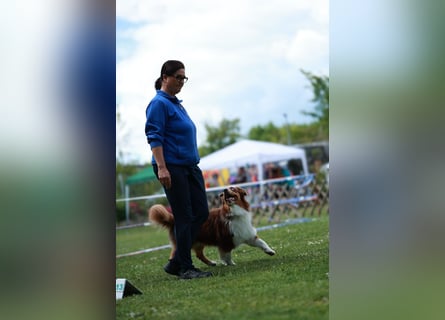 BRR Fire of Passion Aladdin DNA VP,- Dark Red Australian Shepherd Deckrüde, BH -VT, RO3, ROIC, Agi