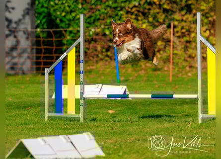 BRR Fire of Passion Aladdin DNA VP,- Dark Red Australian Shepherd Deckrüde, BH -VT, RO3, ROIC, Agi