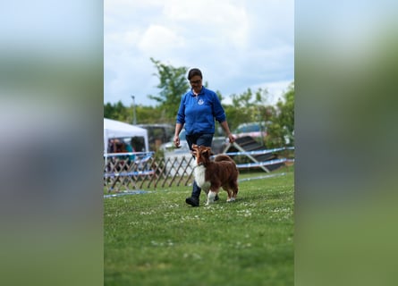 BRR Fire of Passion Aladdin DNA VP,- Dark Red Australian Shepherd Deckrüde, BH -VT, RO3, ROIC, Agi