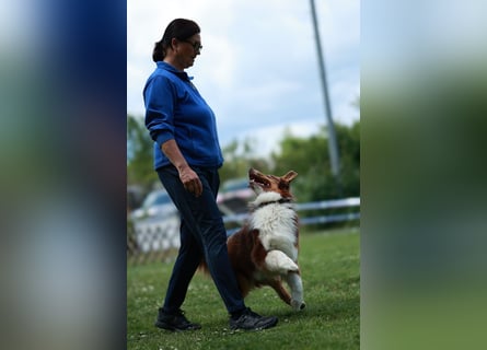 BRR Fire of Passion Aladdin DNA VP,- Dark Red Australian Shepherd Deckrüde, BH -VT, RO3, ROIC, Agi