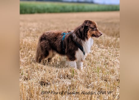 BRR Fire of Passion Aladdin DNA VP,- Dark Red Australian Shepherd Deckrüde, BH -VT, RO3, ROIC, Agi