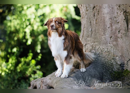 BRR Fire of Passion Aladdin DNA VP,- Dark Red Australian Shepherd Deckrüde, BH -VT, RO3, ROIC, Agi