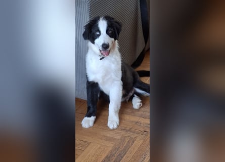 Australian Shepherd