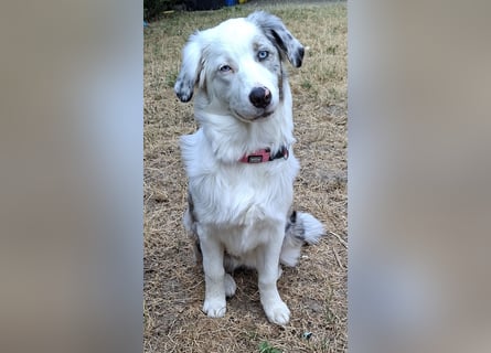 Australian Shepherd Hündin