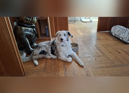 Australian Shepherd Hündin