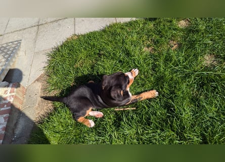Große-Schweizer-Sennenhund-Welpen