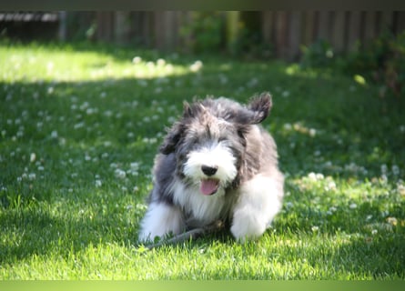 Bearded Collie , 1 Mädchen ist bereit für die Welt!