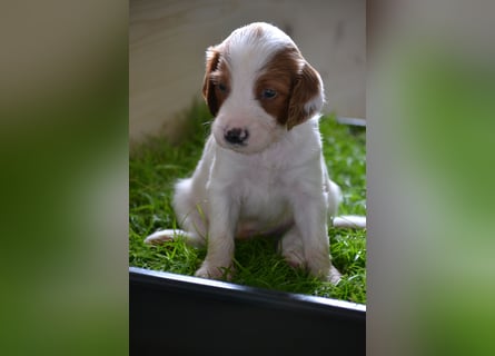 Sportlicher Familienhund - Irish Red and White Setter