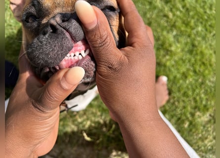 Deckrüde französische Bulldogge genetisch umfassend geprüft