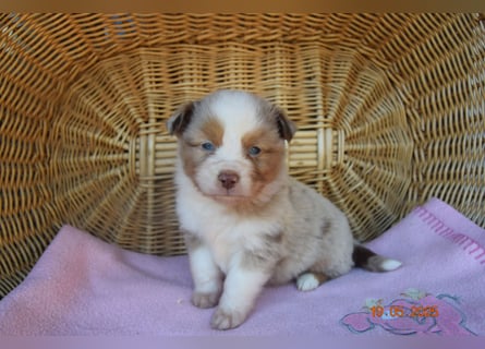 Traumhafte Mini Aussie Welpen,alle Farben, aus seriös. Zucht!