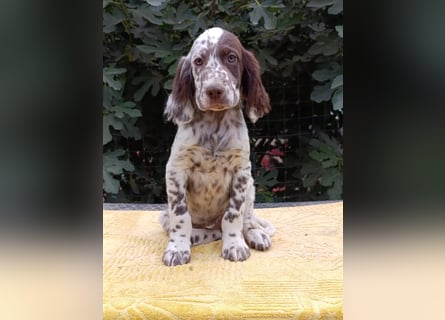 English setter Welpen (3 Rüden, 2 Hündinnen)