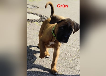 Boxer-Welpen von mehrmaligen Teilnehmern der Deutschen Meisterschaften!!!
