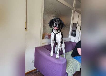 Sangria  - Portugiesischer Pointer, lieb und verträglich