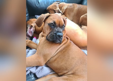Wunderschöne Boxerwelpen!
