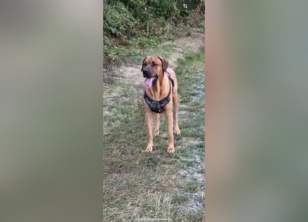 Wurf Cane Corso/Flat & Broholmer