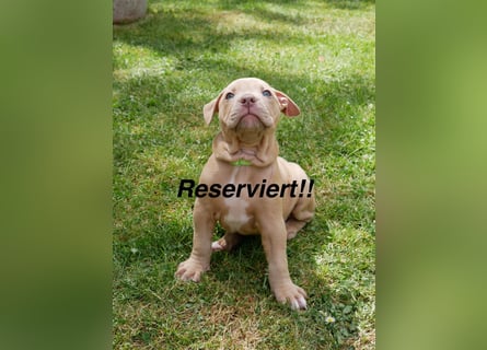 Einzigartige Bully Welpen