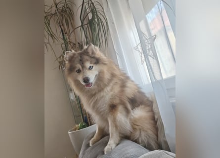 Auszugsbereit F2 Welpen kleinbleibend Zwerghusky Minihusky Zwergspitzhuskys mittelklein
