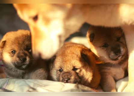 Schöne rote Shiba inu Welpen MEI, MIKA, MASARU mit FCI dokumenten