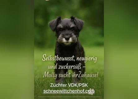 Molly - bezauberndes Zwergschnauzer- Mädchen sucht ab sofort ihr Für-Immer-Zuhause
