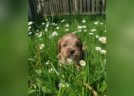 Traumhafte American Cockapoo
