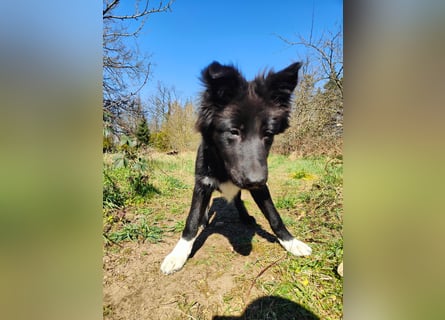 6 Monate alter Jung_ Shollie: Intelligent, Stubenrein, lernbegierig...