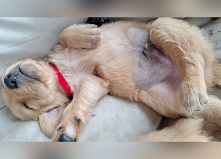 Golden Retriever Welpen