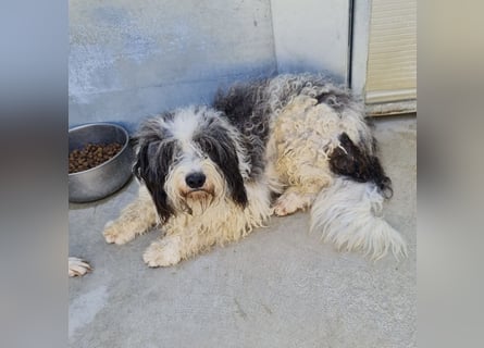 Jovi - -HAT INTERESSENTEN - ängstlicher kleiner Kerl sucht seine Familie