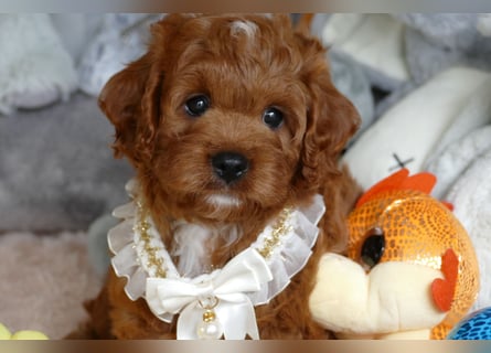 Wunderschöne Cavapoo Welpen F1 (Toypudel/Zwergpudel + Cavalier King Charles Spaniel) mit Ahnentafel