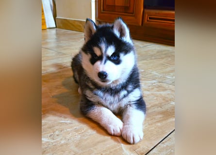 FCI Pedigree Blue Eyed Black & White Siberian Husky Champion Puppy