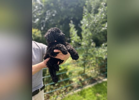 Wunderschöne Cockapoo/Cockerpoo Mädchen!!! Abgabebereit.
