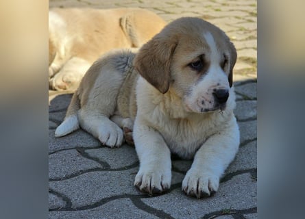Mittelasiatischer Schäferhund mit stammbaum