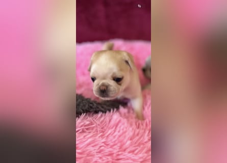Mops Welpen ( noch 2 Rüde)