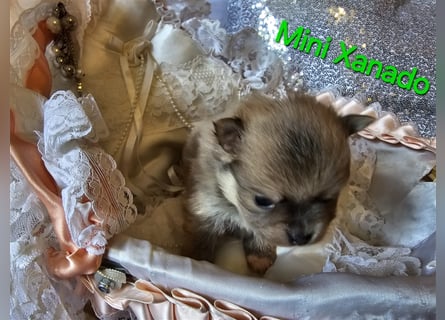 ❤ Unsere Pomeranian- Nesthäkchen sind DAS Glück zum Anfassen!