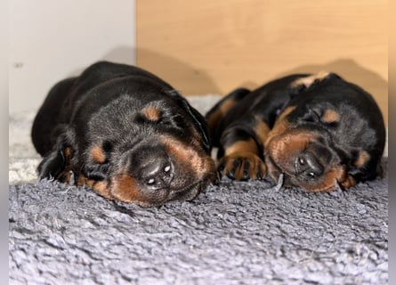 FCI Dobermann Welpe aus Championlinie – Nebula Nero di Angelo