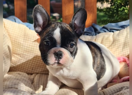 Vergnügte Frops Kinder  (Französische Bulldogge + Mops )