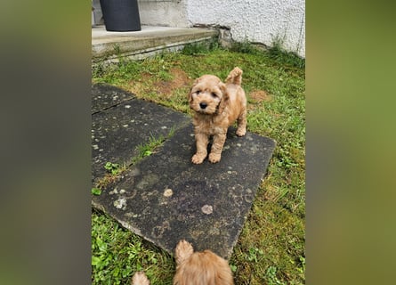 Cockapoo Welpen