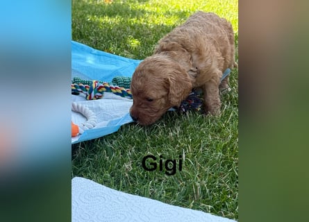 Aussiedoodle / Aussiepoo  F1b