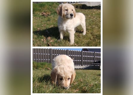 Goldendoodle Welpe F1