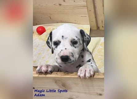 Magic Little Spots - tolle Dalmatinerwelpen aus verantwortungsvoller VDH Zucht