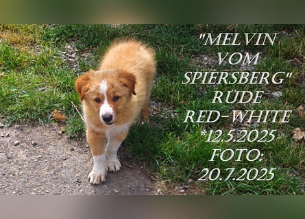 Border Collie-Welpen , black-,choco-,red-white und red-merle