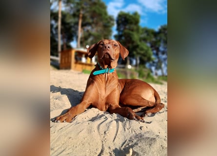Szczeniaki  Rhodesian Ridgeback/ Pies/Suka Rhodesian Ridgeback/ welpen rhodesian