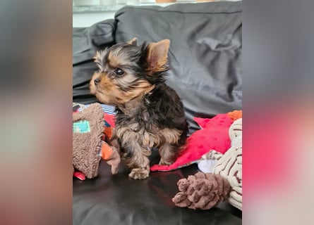 Yorkshire-Terrier Welpen,  reinrassig mit Ahnentafel sofort abgabebereit
