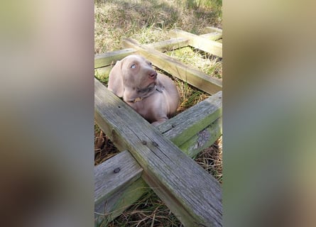 zuckersüße Weimaranerwelpen