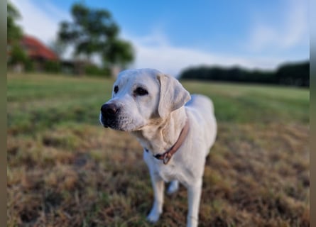 Labradoddle F1