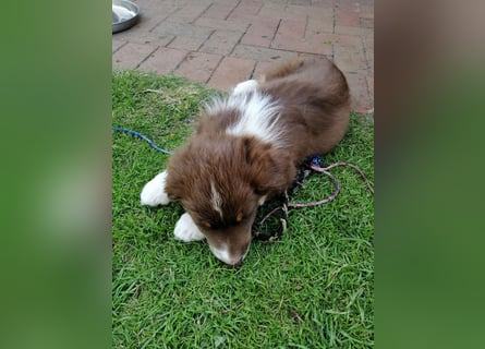8 Australian Sheperd Welpen